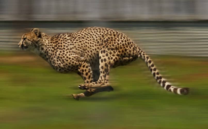 leopardo corriendo en cesped