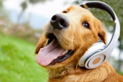 elemento Alicia farmacéutico Cuáles son las Mejores Aplicaciones con Sonidos para Callar a mi Perro?  (Ejemplo) | Mira Cómo Se Hace