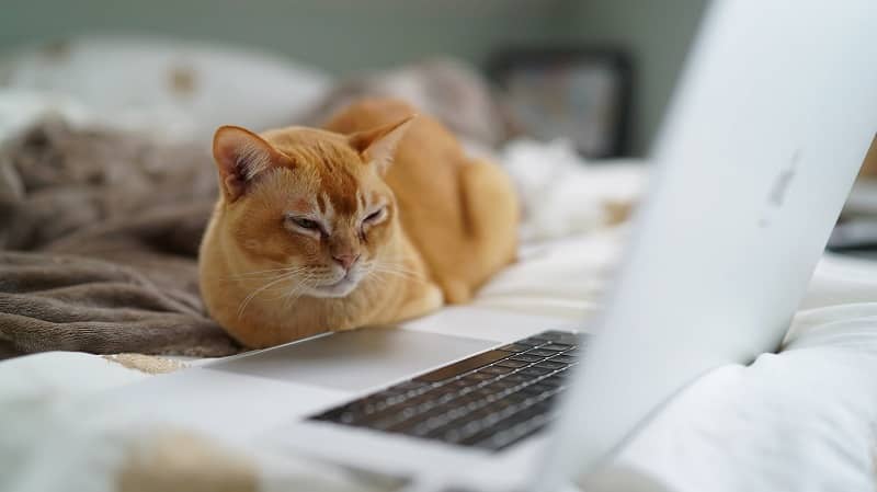 Gato anaranjado observando una laptop en una cama