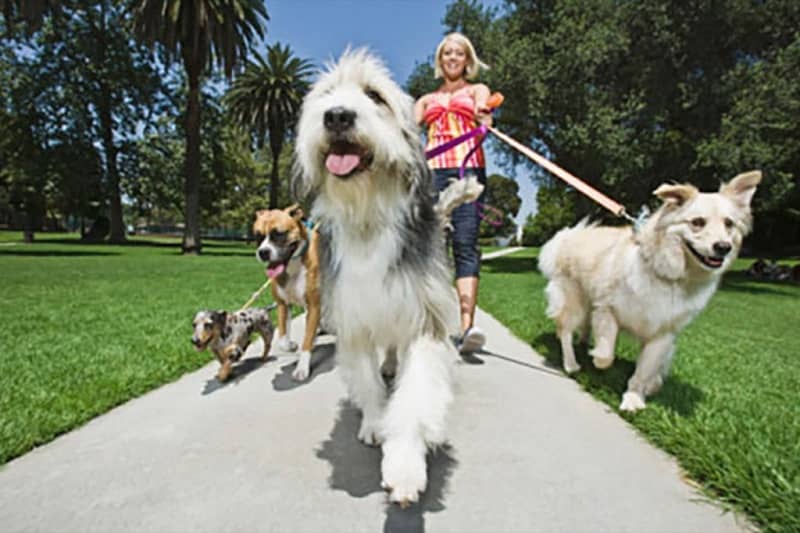 Human walking multiple dogs