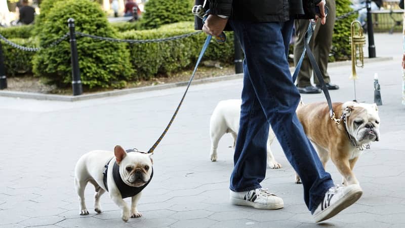 perros y humano caminando